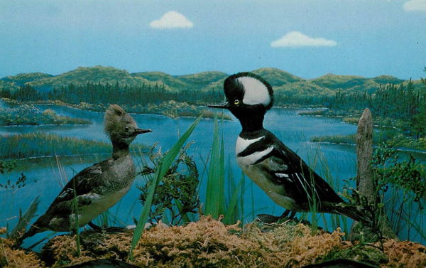 Call of the Wild - Vintage Promo Material (newer photo)